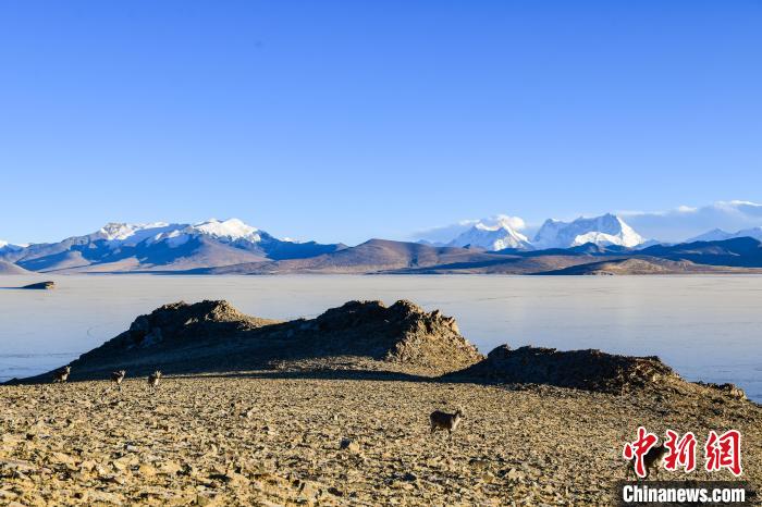 西藏普姆雍措自行车赛创